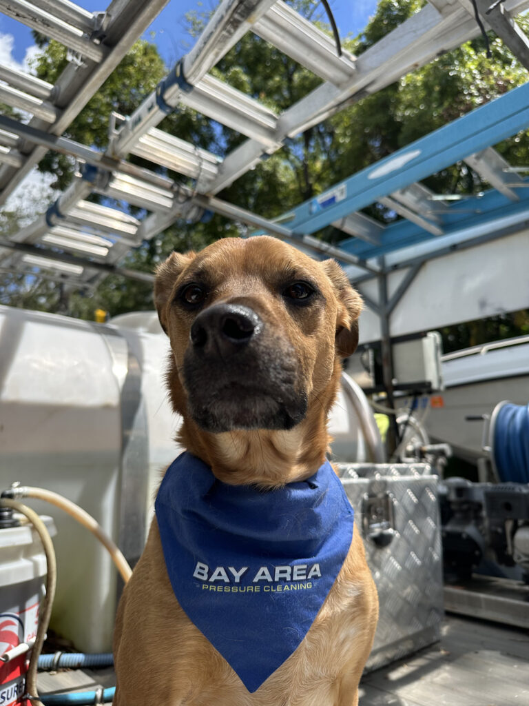 Finn, The Pressure Washing Dog